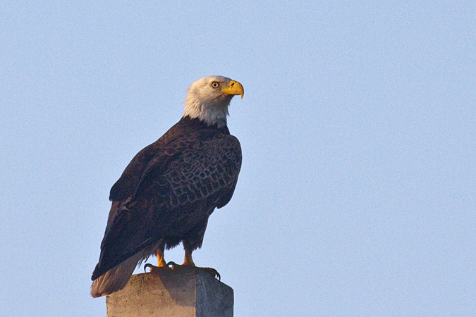 Bald Eagle, Merritt Island NWR, Florida