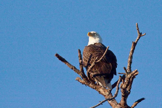 Bald Eagle, Merritt Island NWR, Florida