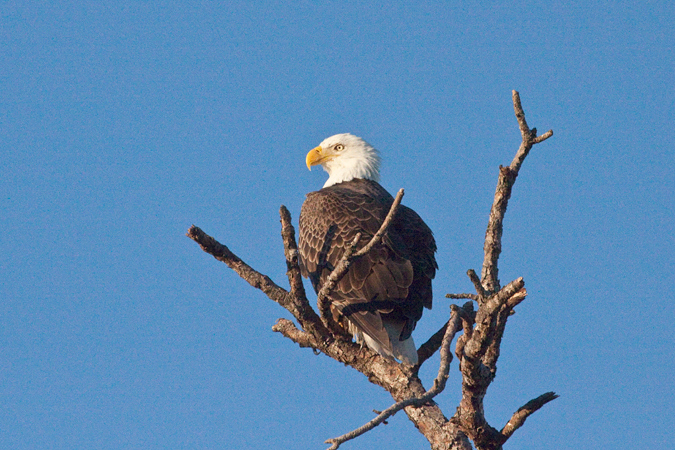 Bald Eagle, Merritt Island NWR, Florida