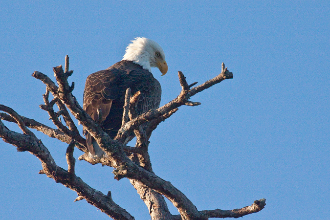 Bald Eagle, Merritt Island NWR, Florida