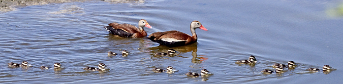 Black-bellied Whistling-Ducks, Viera Wetlands, Florida