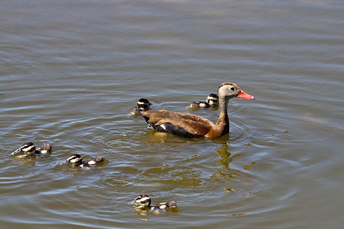 Black-bellied Whistling-Ducks, Viera Wetlands, Florida