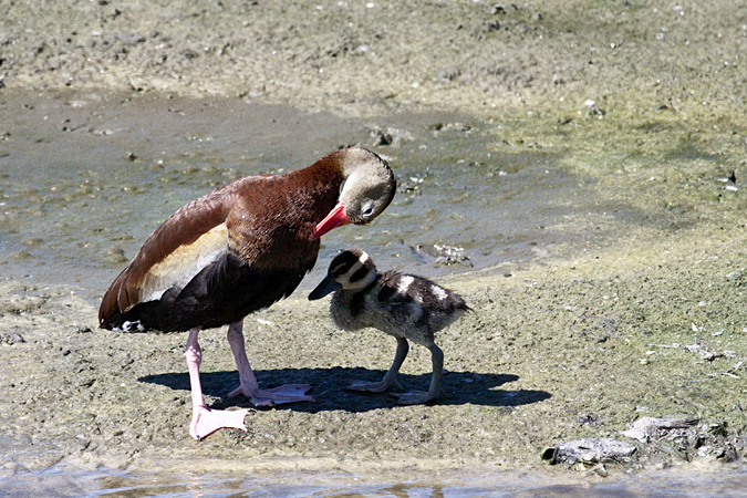 Black-bellied Whistling-Ducks, Viera Wetlands, Florida