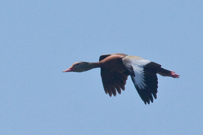 Black-bellied Whistling Duck, Wakodahatchee Wetlands, Boynton Beach, Florida