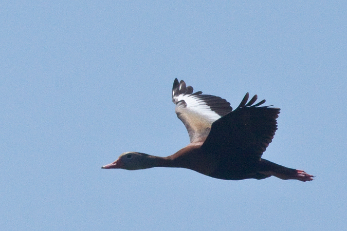 Black-bellied Whistling Duck, Wakodahatchee Wetlands, Boynton Beach, Florida