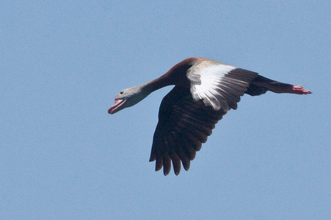 Black-bellied Whistling Duck, Wakodahatchee Wetlands, Boynton Beach, Florida