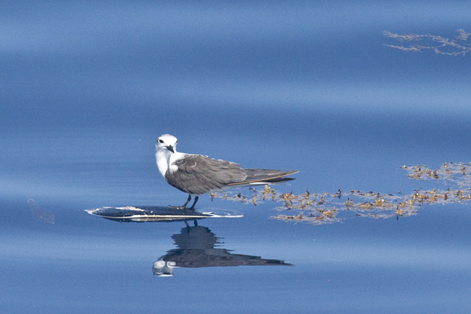 Black Tern, Pelagic out of Ponce Inlet, Florida