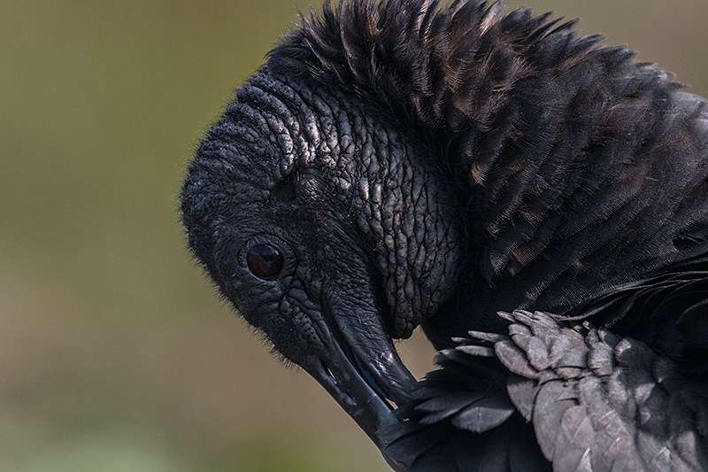 Black Vulture in Everglades National Park, Florida