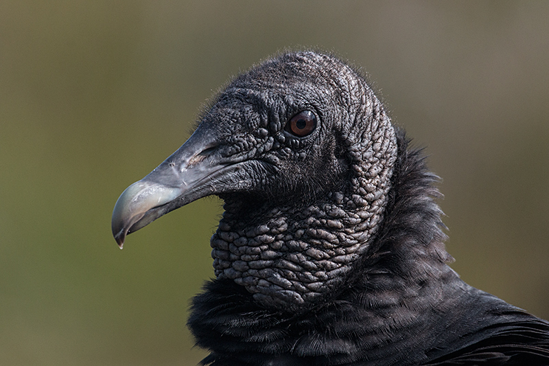 Black Vulture in Everglades National Park, Florida