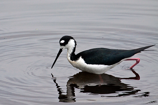 Black-necked Stilt at Wakodahatchee Wetlands, Boynton Beach, Florida by Richard L. Becker