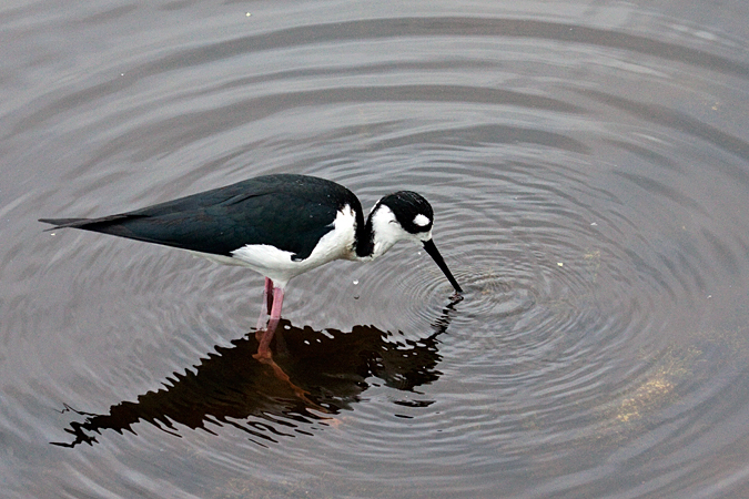 Black-necked Stilt at Wakodahatchee Wetlands, Boynton Beach, Florida by Richard L. Becker