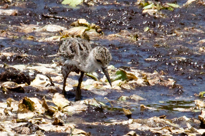 Immature Black-necked Stilt at Wahodahatchee Wetlands, Boynton Beach, Florida by Richard L. Becker