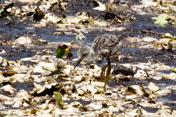 Immature Black-necked Stilt at Wahodahatchee Wetlands, Boynton Beach, Florida by Richard L. Becker