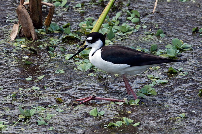 Black-necked Stilt at Green Cay Wetlands, Boynton Beach, Florida by Richard L. Becker