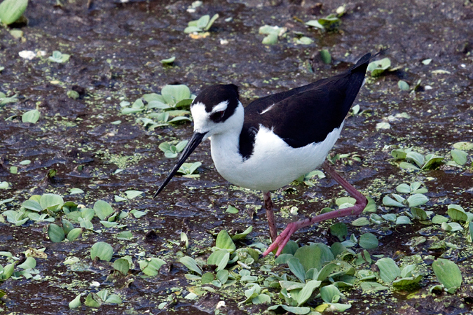 Black-necked Stilt at Green Cay Wetlands, Boynton Beach, Florida by Richard L. Becker