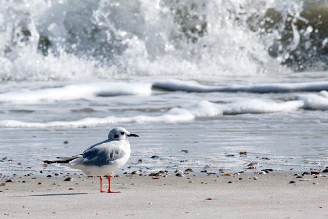 Bonaparte's Gull, Little Talbot Island State Park, Jacksonville, Florida