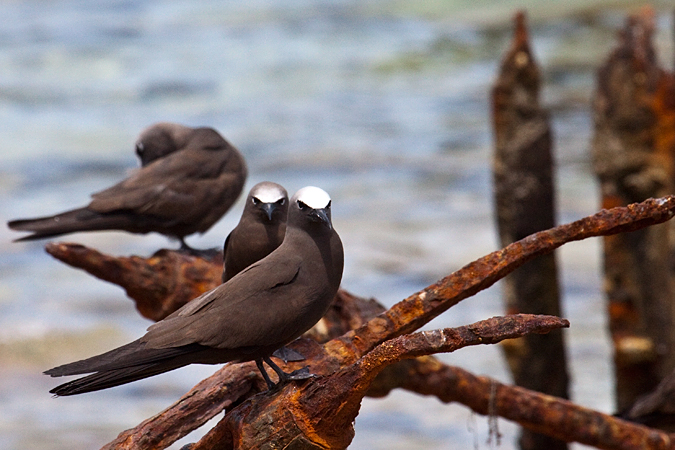 Brown Noddy at Garden Key, Dry Tortugas, Florida