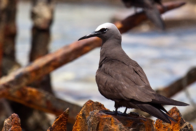 Brown Noddy at Garden Key, Dry Tortugas, Florida