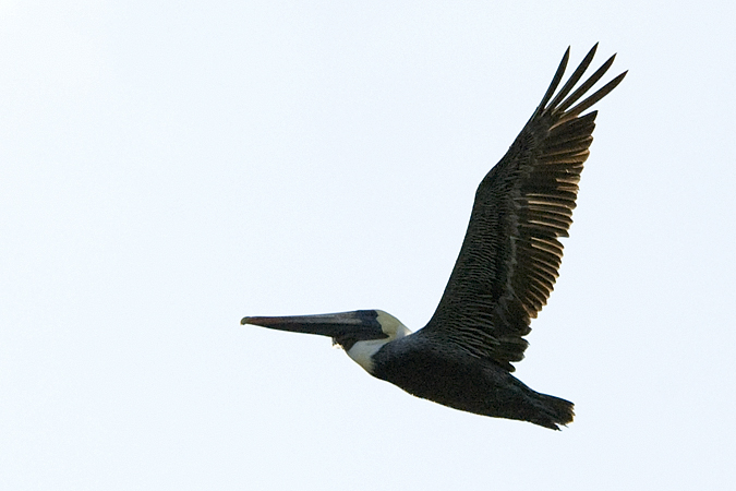 Brown Pelican, Lighthouse Park, Sanibel Island, Florida