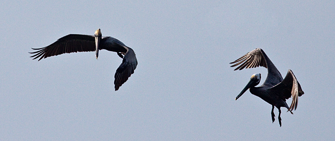 Brown Pelican, Fort De Soto County Park, Florida