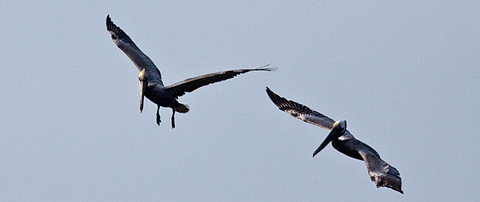 Brown Pelican, Fort De Soto County Park, Florida