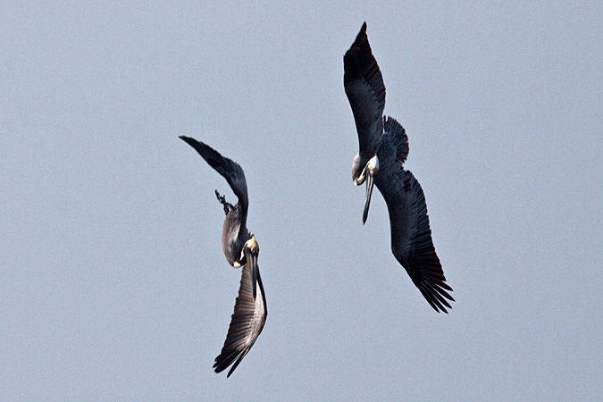 Brown Pelican, Fort De Soto County Park, Florida