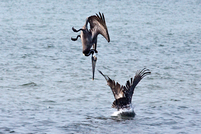 Brown Pelican, Fort De Soto County Park, Florida