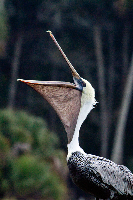 Brown Pelican, Kathryn Abbey Hanna Park, Jacksonville, Florida