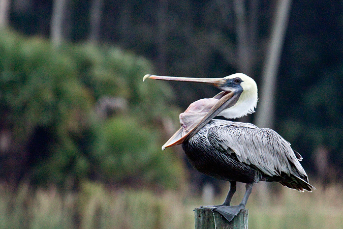 Brown Pelican, Kathryn Abbey Hanna Park, Jacksonville, Florida