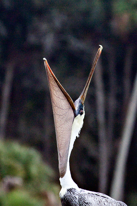 Brown Pelican, Kathryn Abbey Hanna Park, Jacksonville, Florida