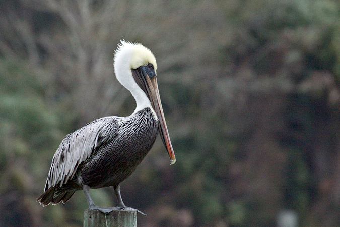 Brown Pelican, Kathryn Abbey Hanna Park, Jacksonville, Florida