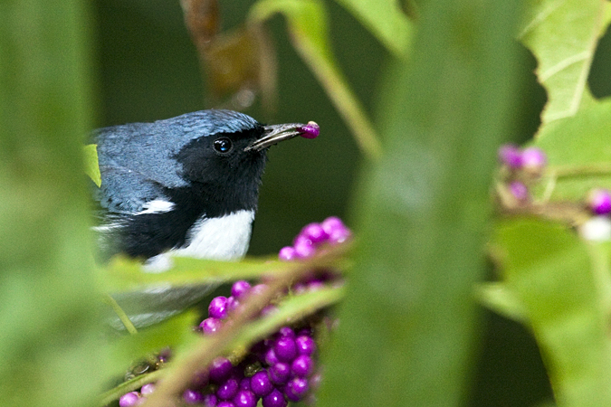 Black-throated Blue Warbler, Fort Mose Historic State Park, St. Augustine, Florida