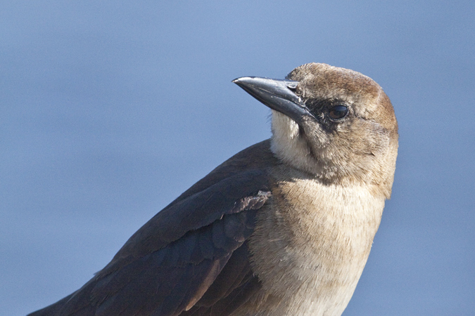 Female Boat-tailed Grackle, Jenkins Creek Park, Spring Hill, Florida