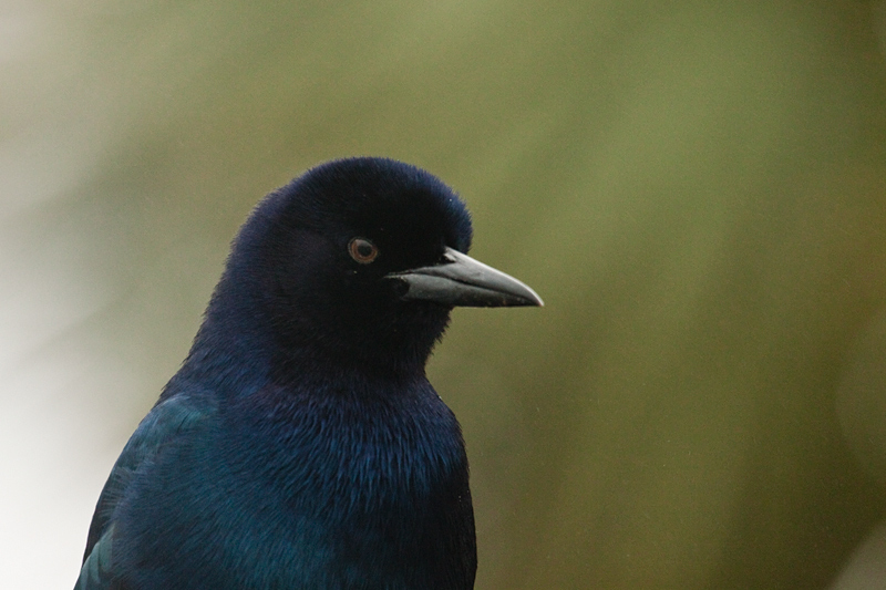 Male Boat-tailed Grackle (Gulf Coast Brown-eyed Race), St. Marks NWR, Florida