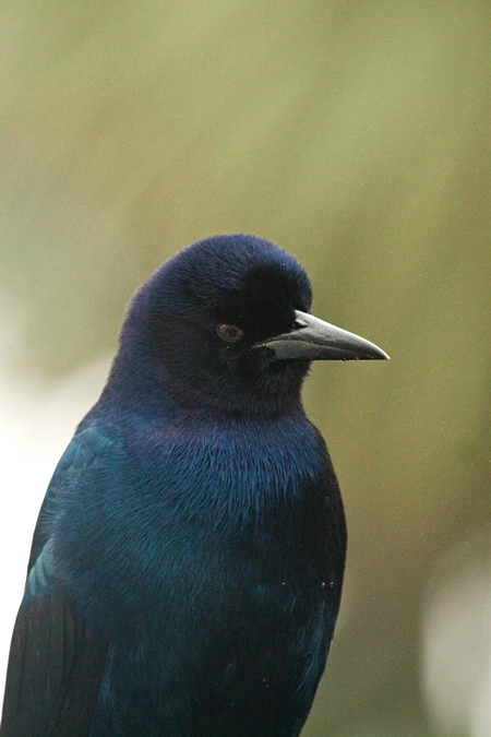 Male Boat-tailed Grackle (Gulf Coast Brown-eyed Race), St. Marks NWR, Florida