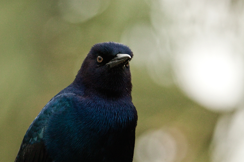 Male Boat-tailed Grackle (Gulf Coast Brown-eyed Race), St. Marks NWR, Florida