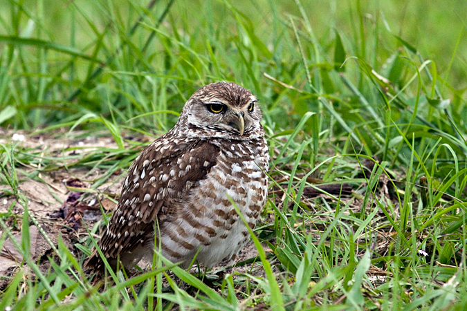 Burrowing Owl at Punta Gorda, Florida