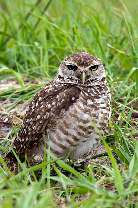 Burrowing Owl at Punta Gorda, Florida