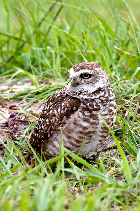 Burrowing Owl at Punta Gorda, Florida