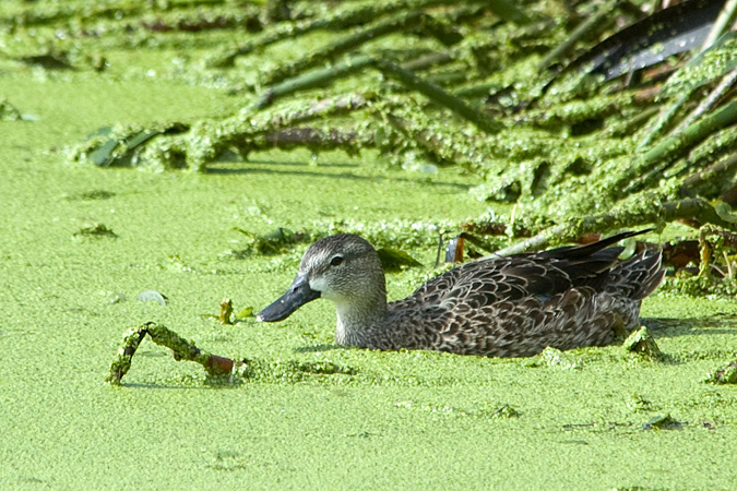 Blue-winged Teal at Green Cay Wetlands, Boynton Beach, Florida