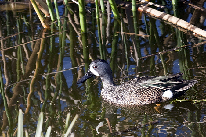 Blue-winged Teal at Viera Wetlands, Viera, Florida