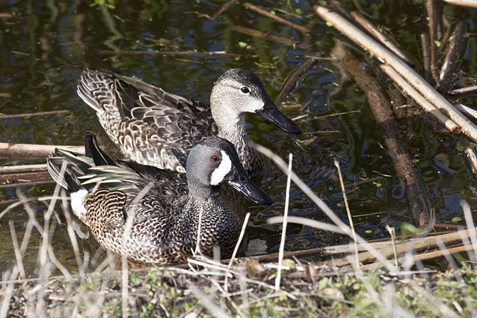 Blue-winged Teal at Viera Wetlands, Viera, Florida