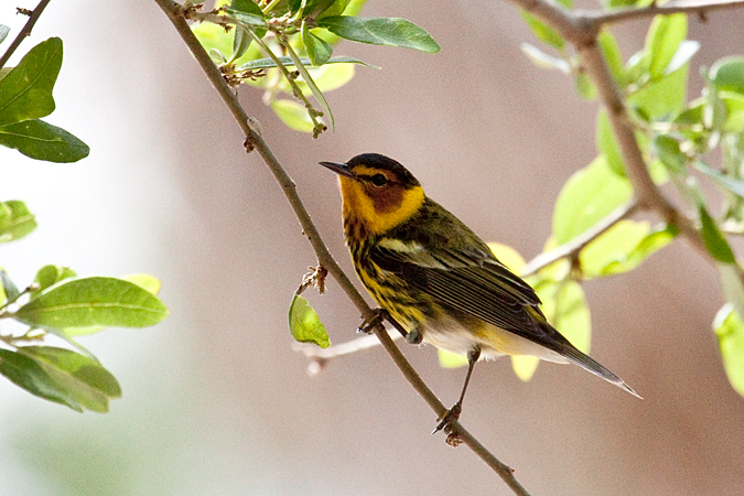 Cape May Warbler, Fort De Soto County Park, Florida