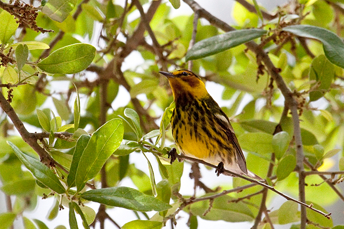 Cape May Warbler, Fort De Soto County Park, Florida