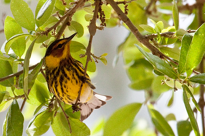 Cape May Warbler, Fort De Soto County Park, Florida