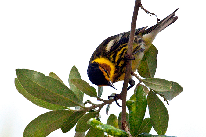 Cape May Warbler, Fort De Soto County Park, Florida