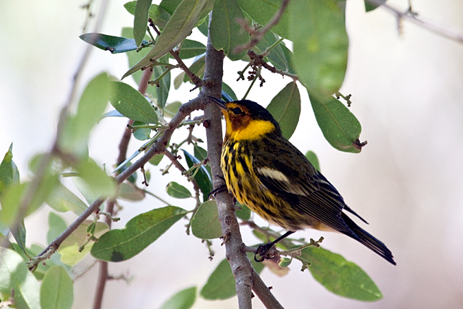 Cape May Warbler, Fort De Soto County Park, Florida