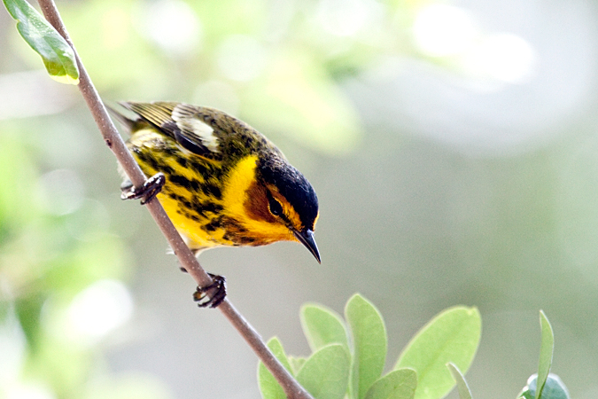 Cape May Warbler, Fort De Soto County Park, Florida