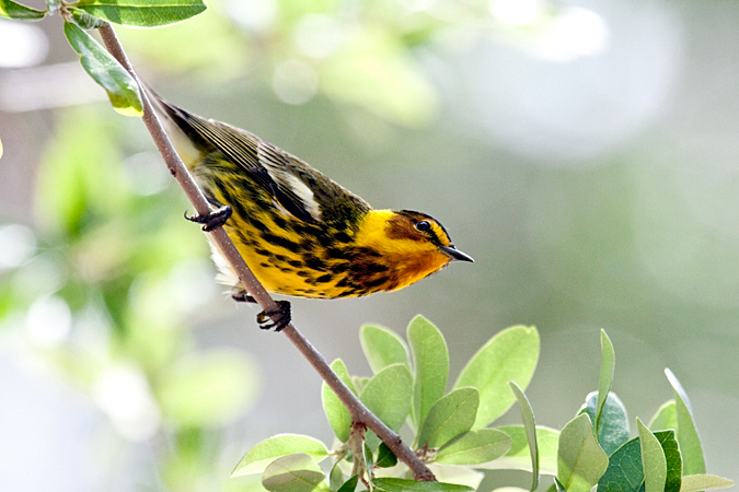 Cape May Warbler, Fort De Soto County Park, Florida