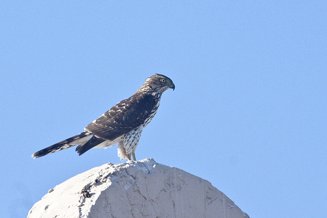 Juvenile Cooper's Hawk, Jacksonville Beach, Florida